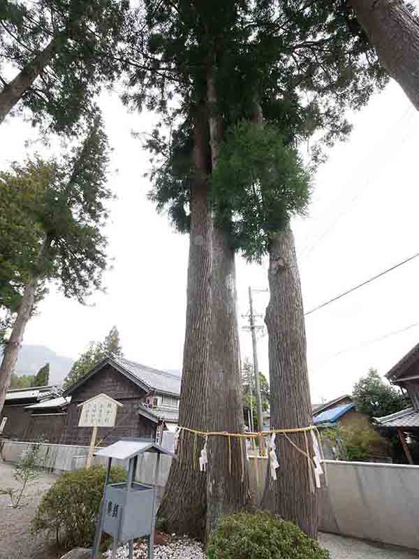 花岡神社の親子杉