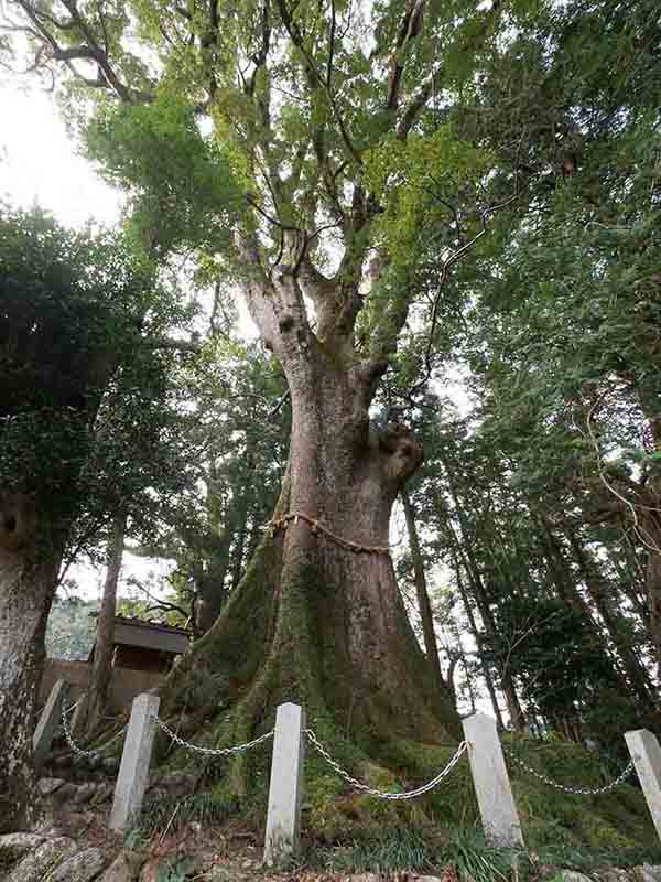 水屋神社の大楠