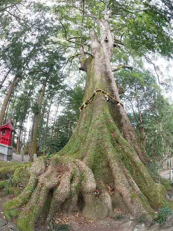 水屋神社の大楠