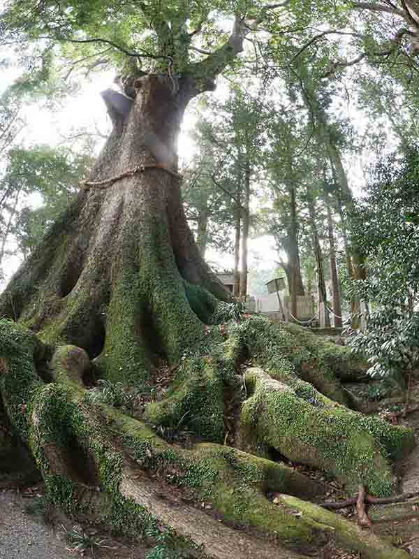 水屋神社の大楠