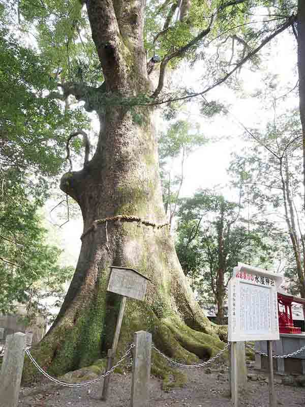 水屋神社の大楠