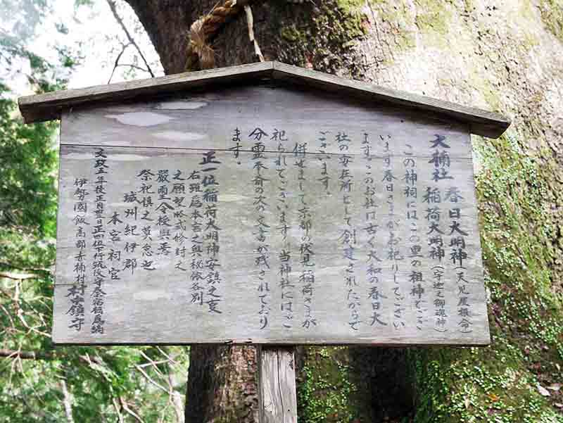 水屋神社の大楠