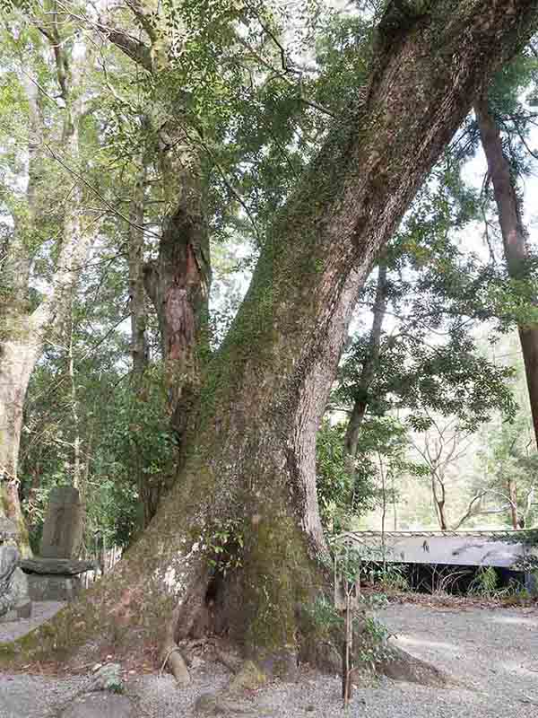 水屋神社の巨樹たち