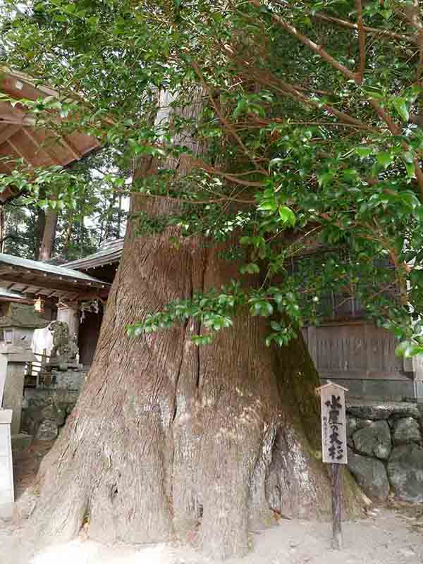 水屋神社の巨樹たち