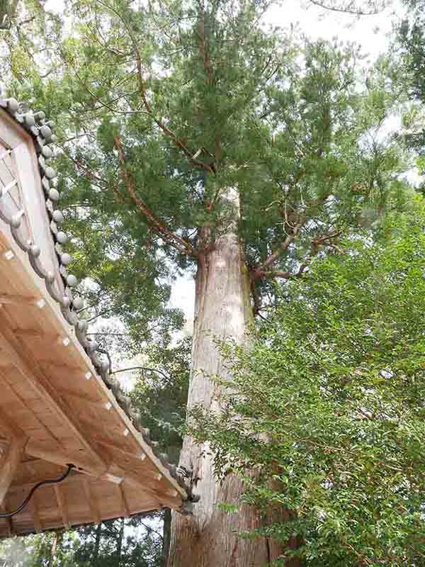 水屋神社の巨樹たち