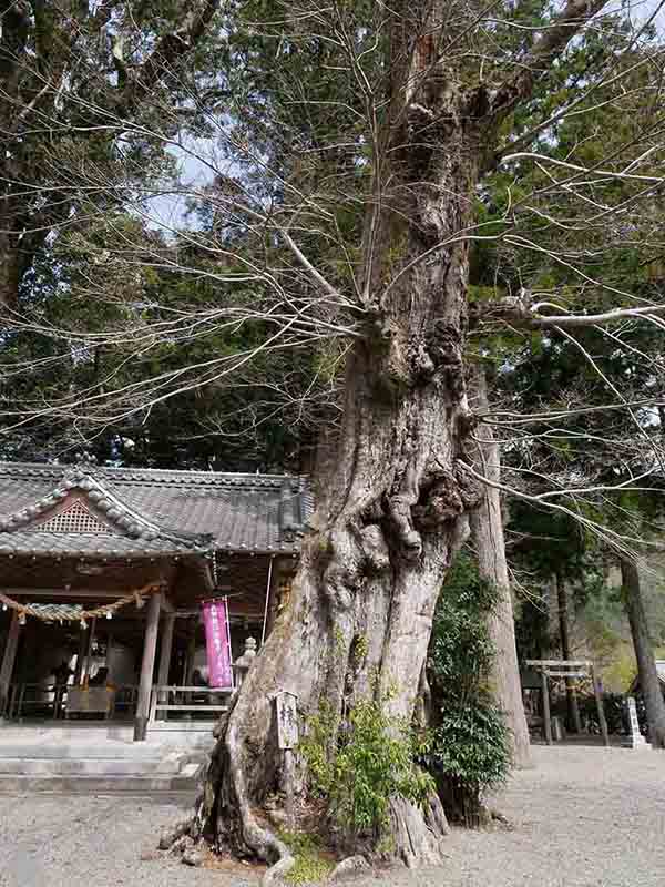 水屋神社の巨樹たち