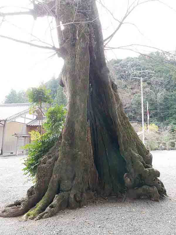 水屋神社の巨樹たち