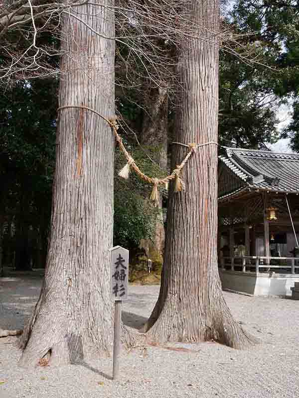 水屋神社の巨樹たち