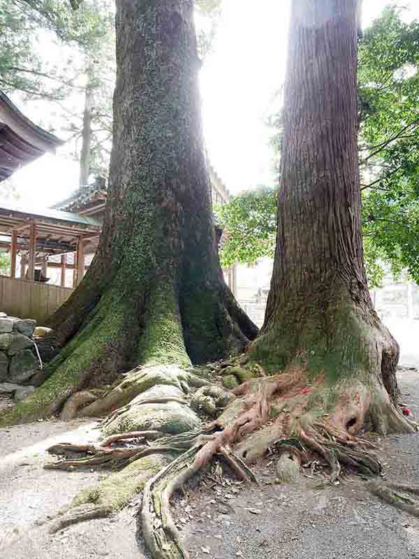 楠椙和合の樹