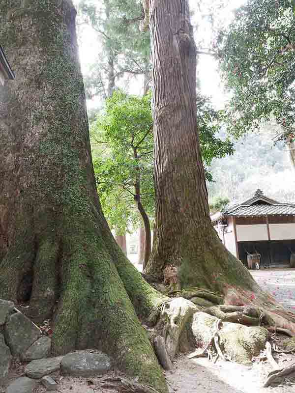 楠椙和合の樹