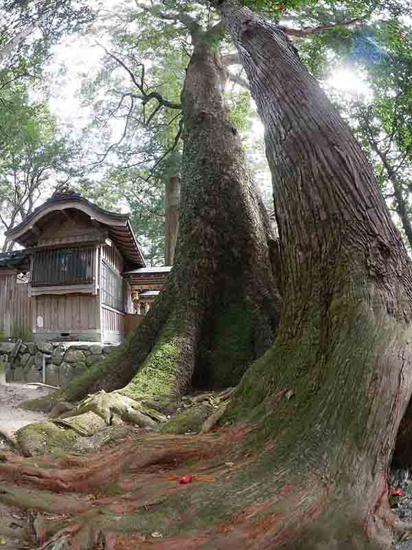 楠椙和合の樹