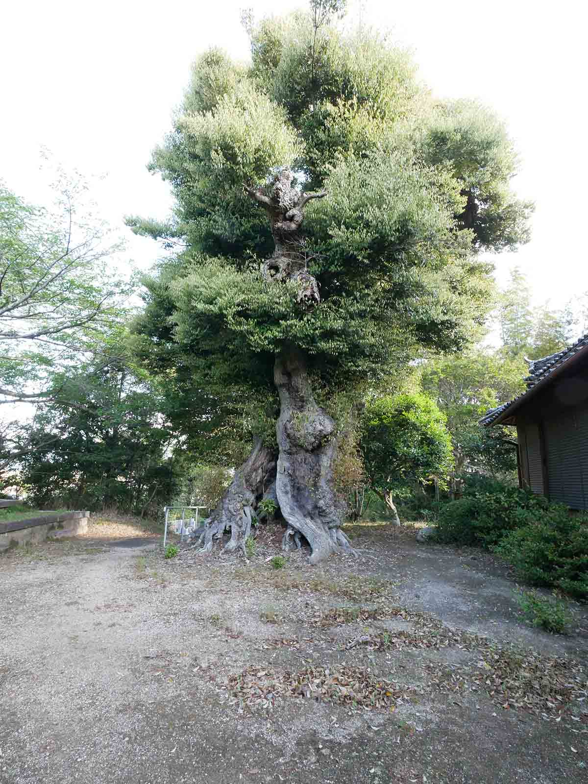 正覚寺のツブラジイ