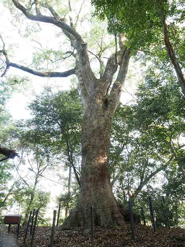 於々奈気神社の大クス