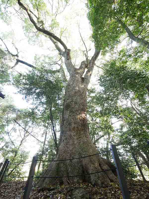 於々奈気神社の大クス