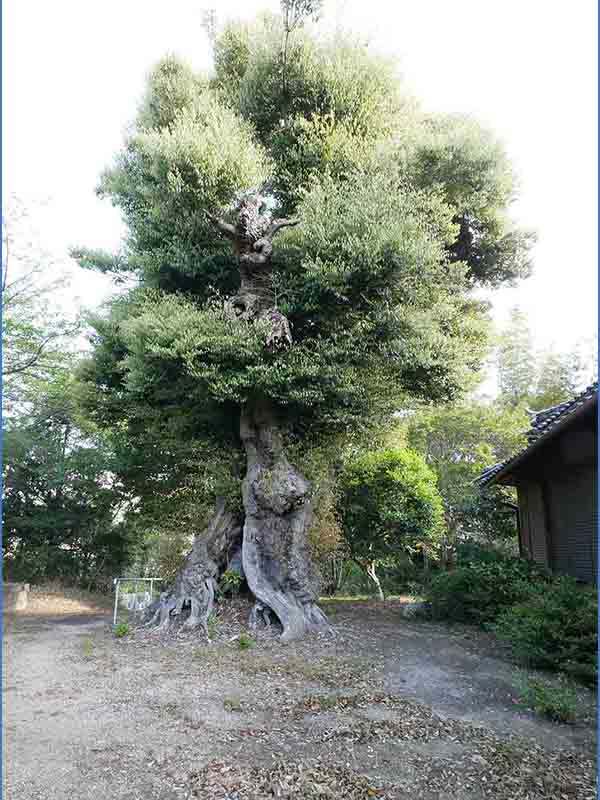 正覚寺のツブラジイ