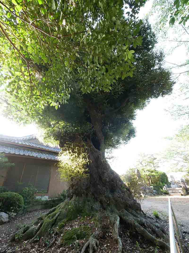 正覚寺のツブラジイ