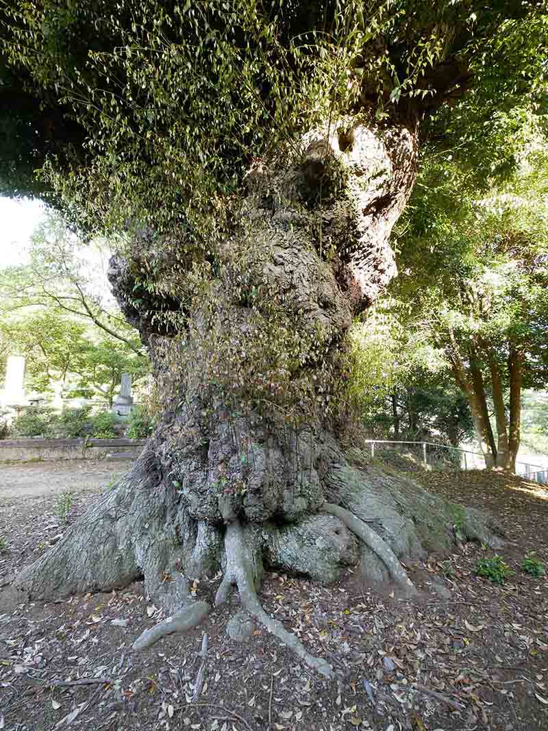 正覚寺のツブラジイ