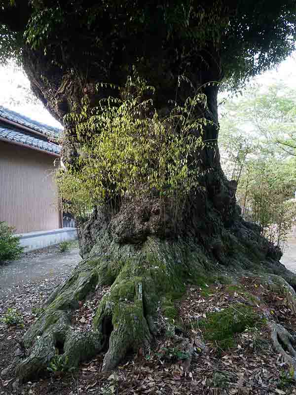 正覚寺のツブラジイ