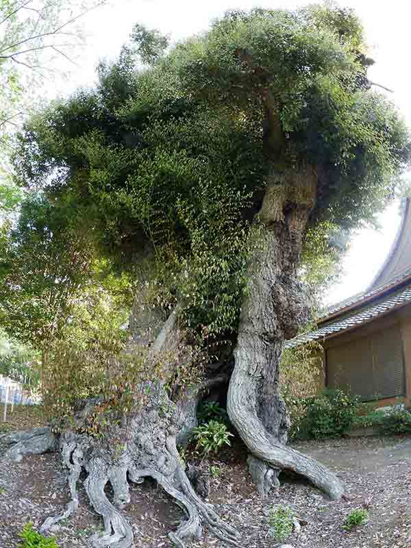 正覚寺のツブラジイ