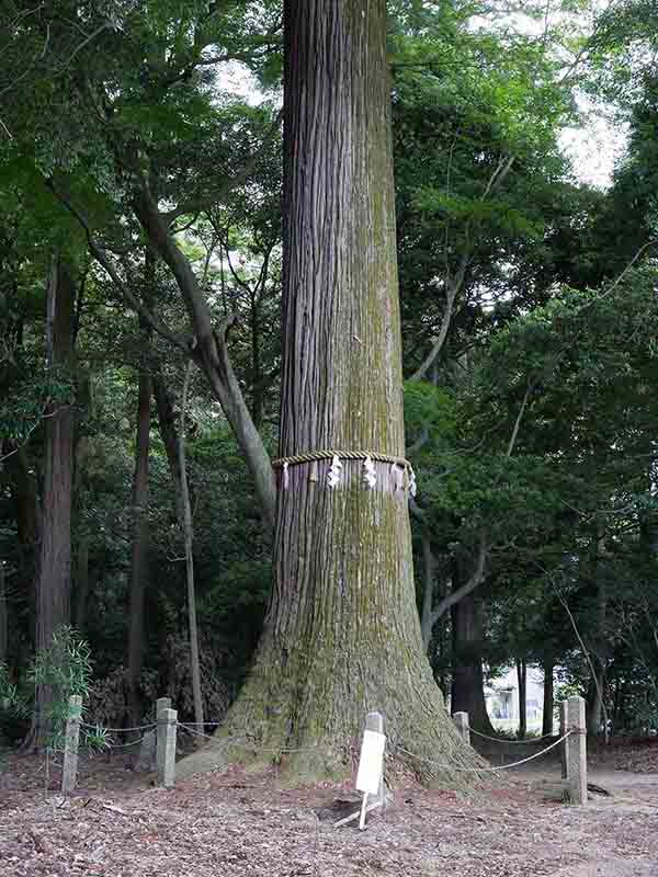 川俣神社の大杉