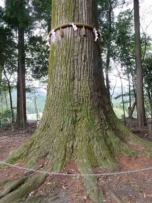 川俣神社の大杉