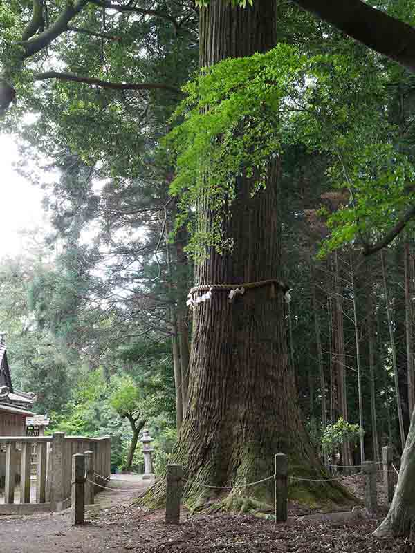 川俣神社の大杉