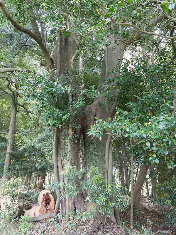 川俣神社の連理カシ