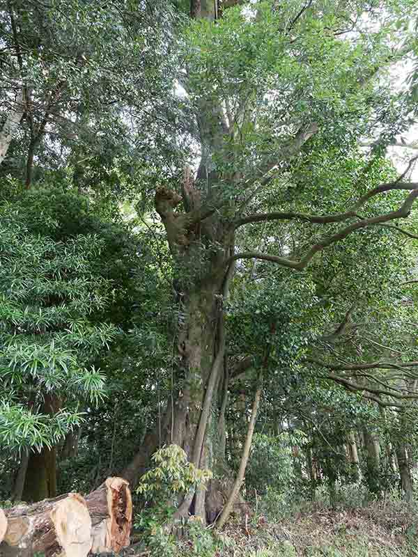 川俣神社の連理カシ