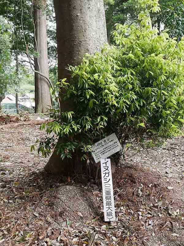 川俣神社の大杉