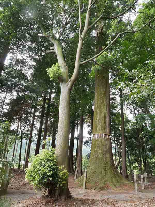 川俣神社の大杉