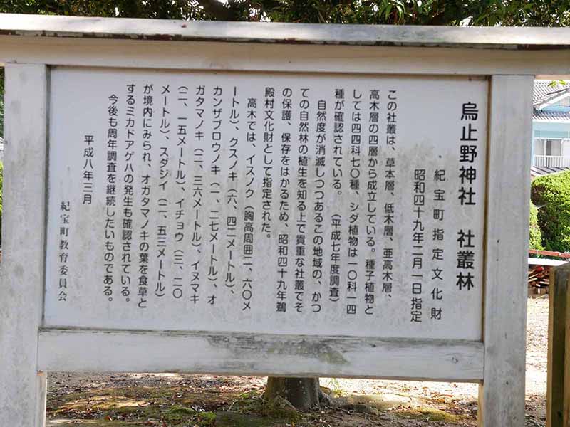 烏止野神社のオガタマノキ