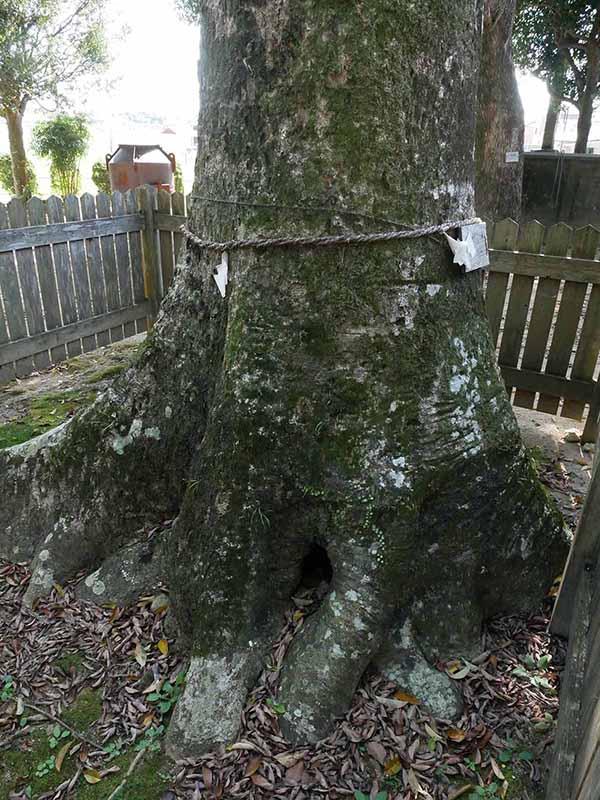 烏止野神社のオガタマノキ