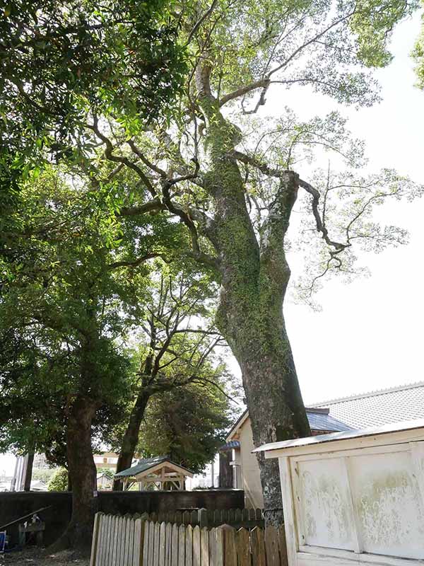 烏止野神社のオガタマノキ