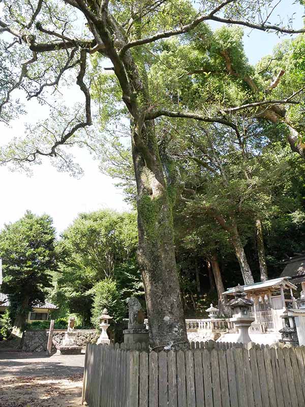 烏止野神社のオガタマノキ