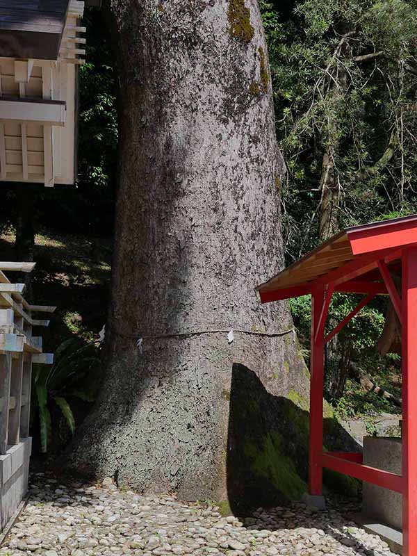 烏止野神社のクスノキ