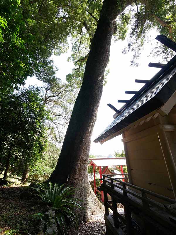 烏止野神社のクスノキ