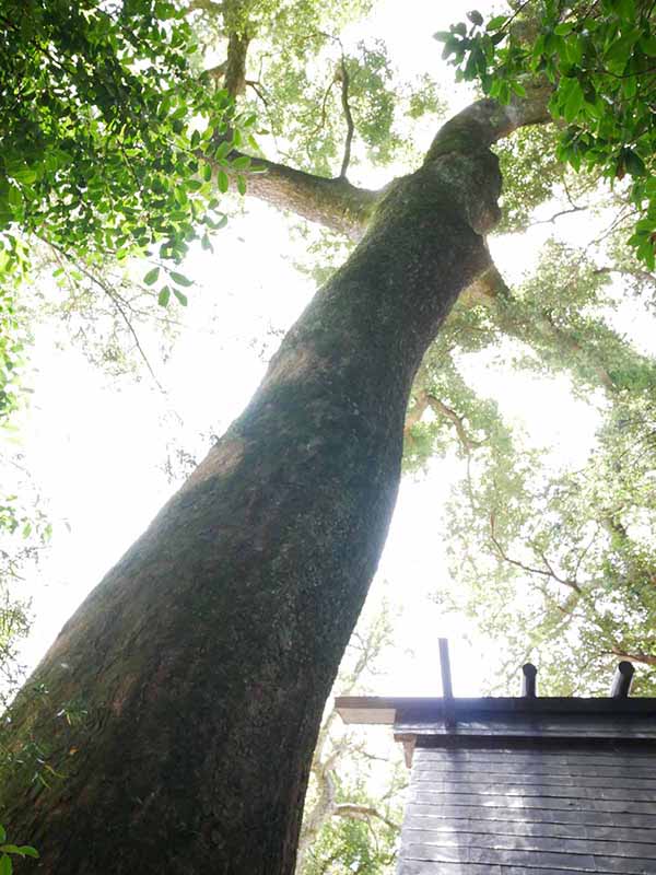 烏止野神社のクスノキ