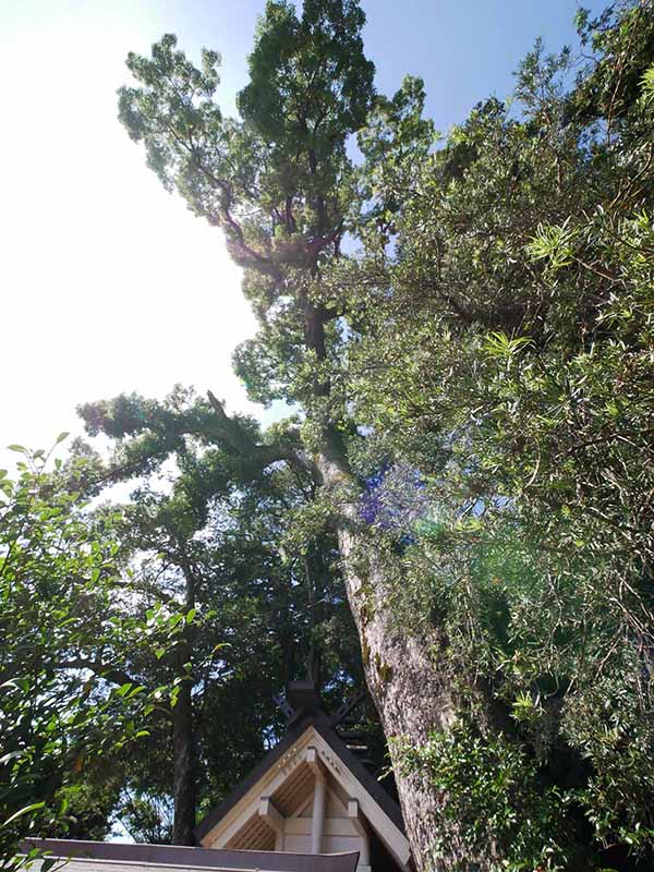 烏止野神社のクスノキ