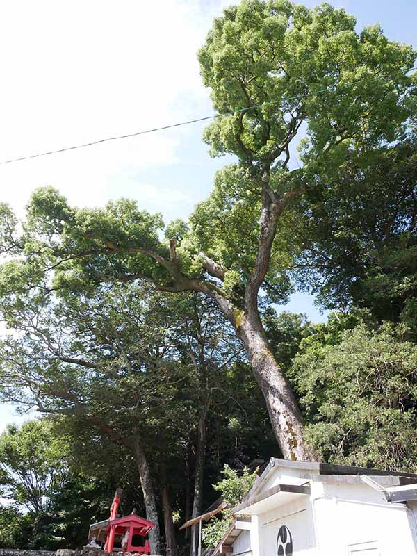 烏止野神社のクスノキ