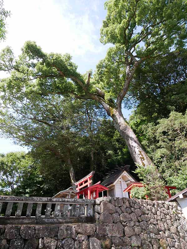 烏止野神社のクスノキ