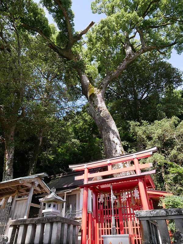 烏止野神社のクスノキ