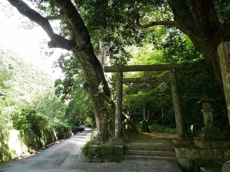 神内神社のホルトノキ