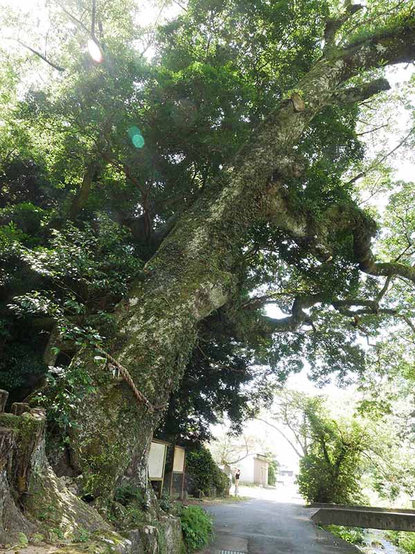 神内神社のホルトノキ