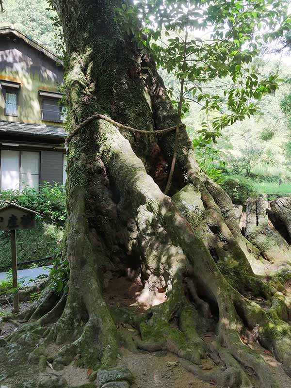 神内神社のホルトノキ