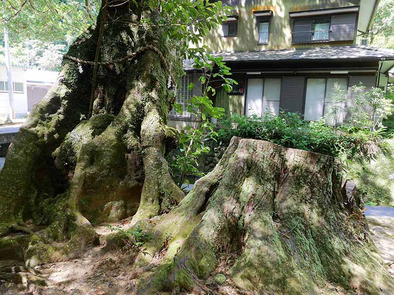 神内神社のホルトノキ