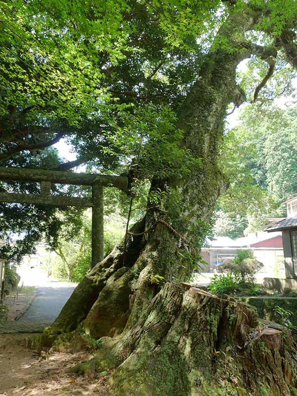 神内神社のホルトノキ