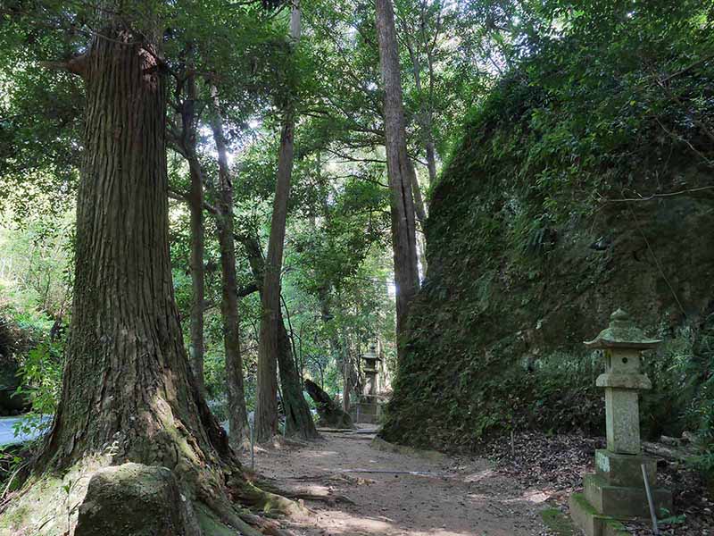 神内神社のホルトノキ