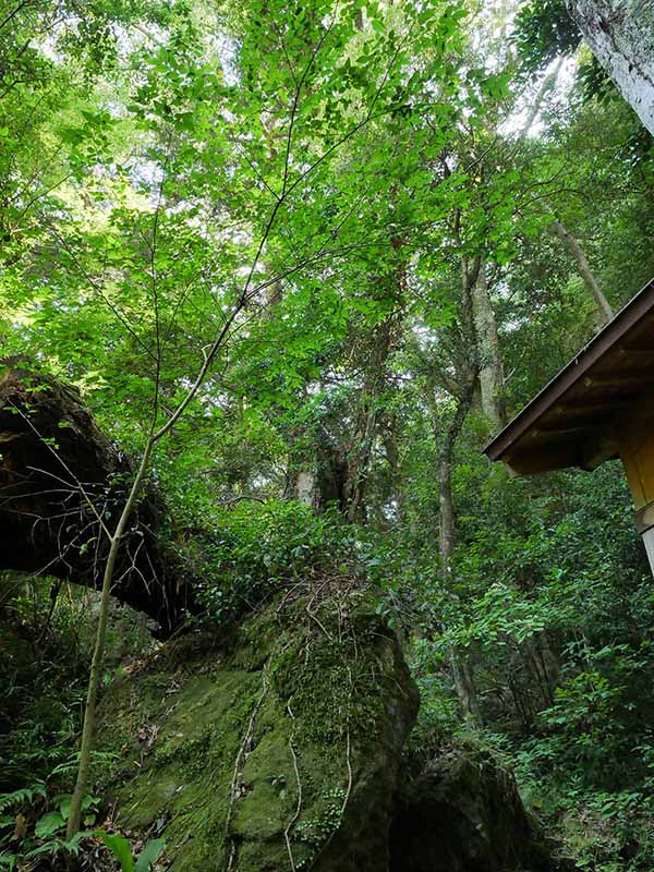 神内神社のクス