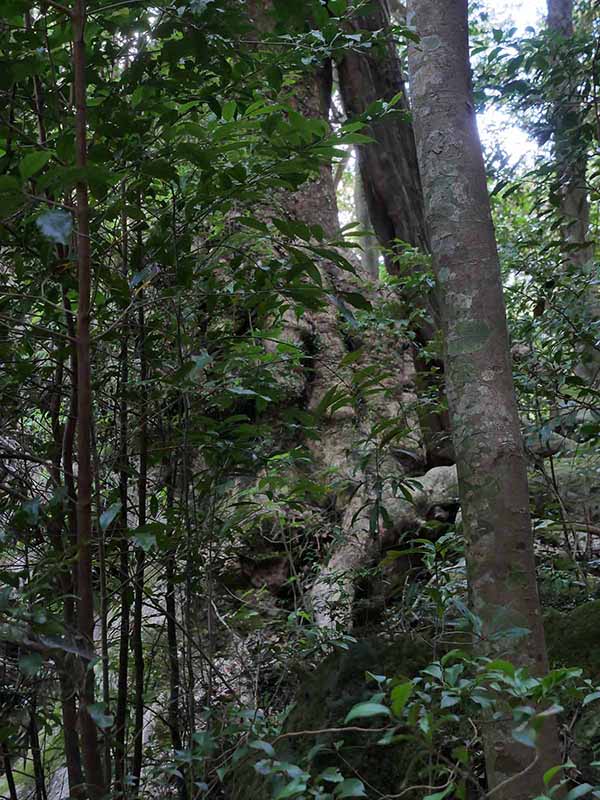 神内神社のクス