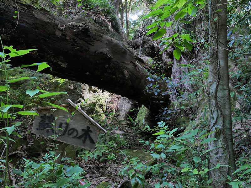 神内神社のクス